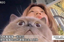 娱乐吃瓜猫作品原声,原声音乐背后的故事与魅力