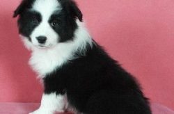 边境牧羊犬多钱,品种、血统与市场行情全解析”