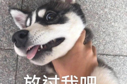 哈士奇搞笑图片表情包,萌宠界的欢乐源泉